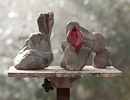 A MAN AND A WOMAN, Cement (preperation for painted bronze), 17cm (7in)